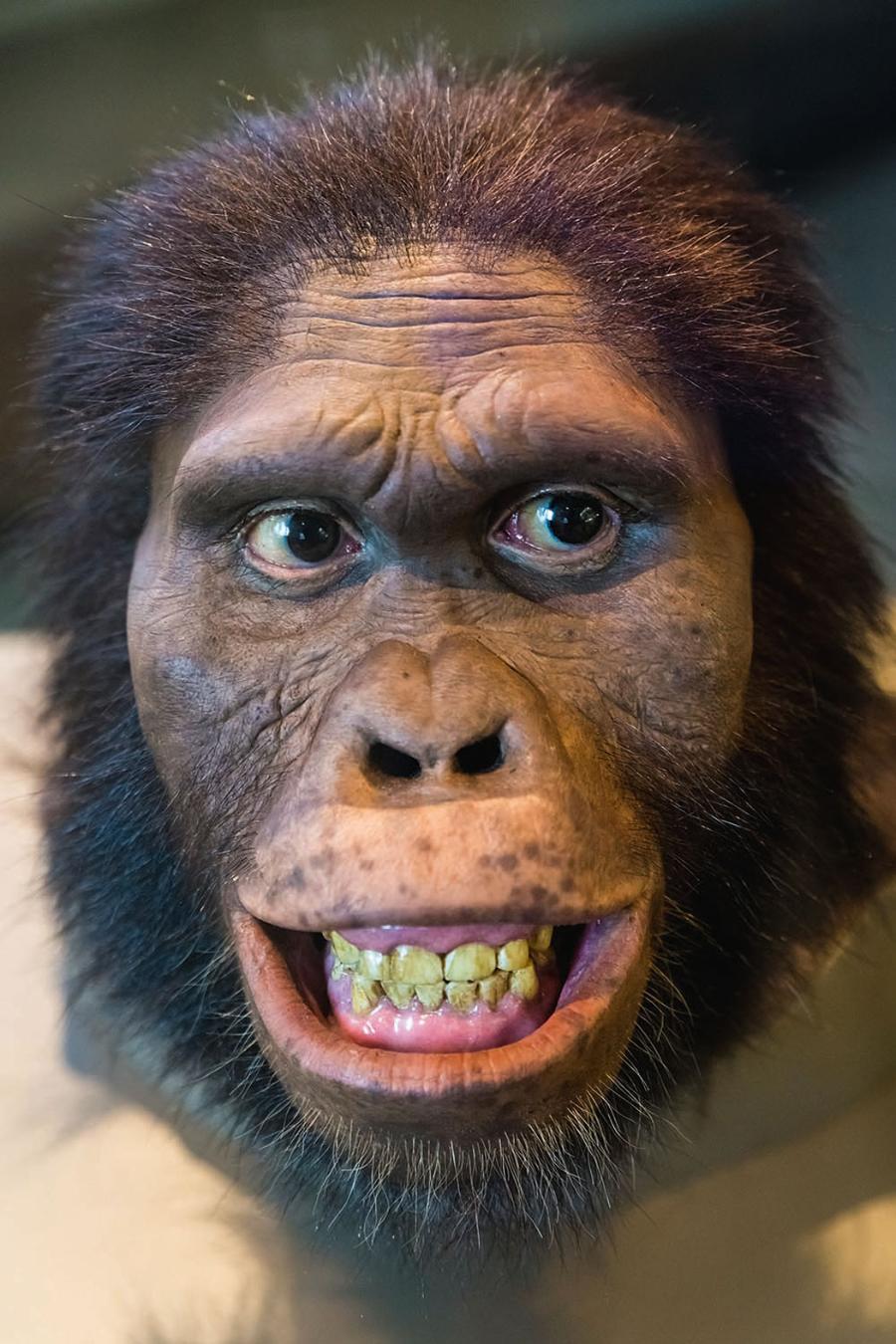 Przedstawiciel Australopithecus africanus. Rekonstrukcja.