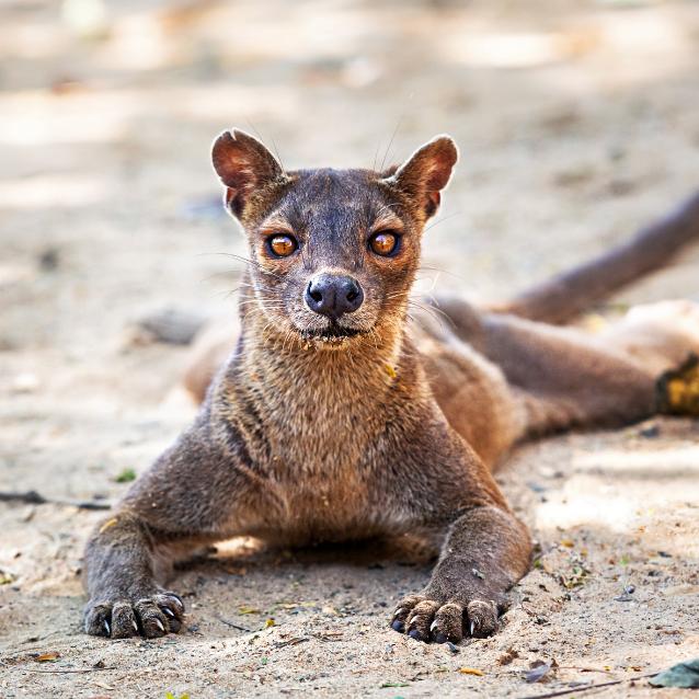 Fossa madagaskarska