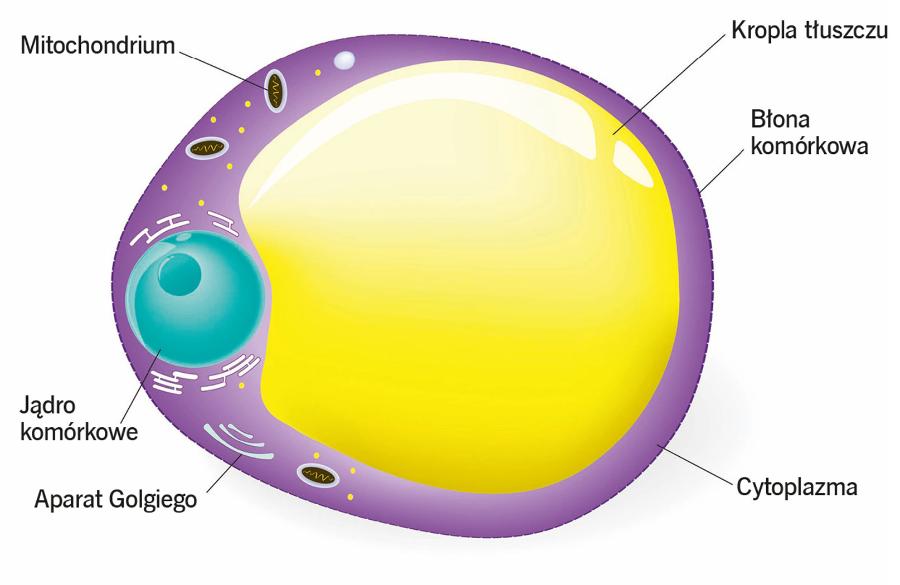 Komórka białej (żółtej) tkanki tłuszczowej.
