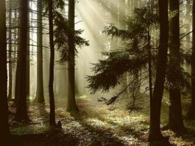Niemiecki las wytwarza każdego roku 38 mln ton tlenu, dwa razy więcej niż potrzebują Niemcy do oddychania, wiąże 2,5 mld ton dwutlenku węgla, redukuje 15 proc. emisji gazów.