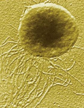 Archeon – podobny do tych, jakie odkrył zespół, w którym pracowała dr Katarzyna Zaremba-Niedźwiedzka.