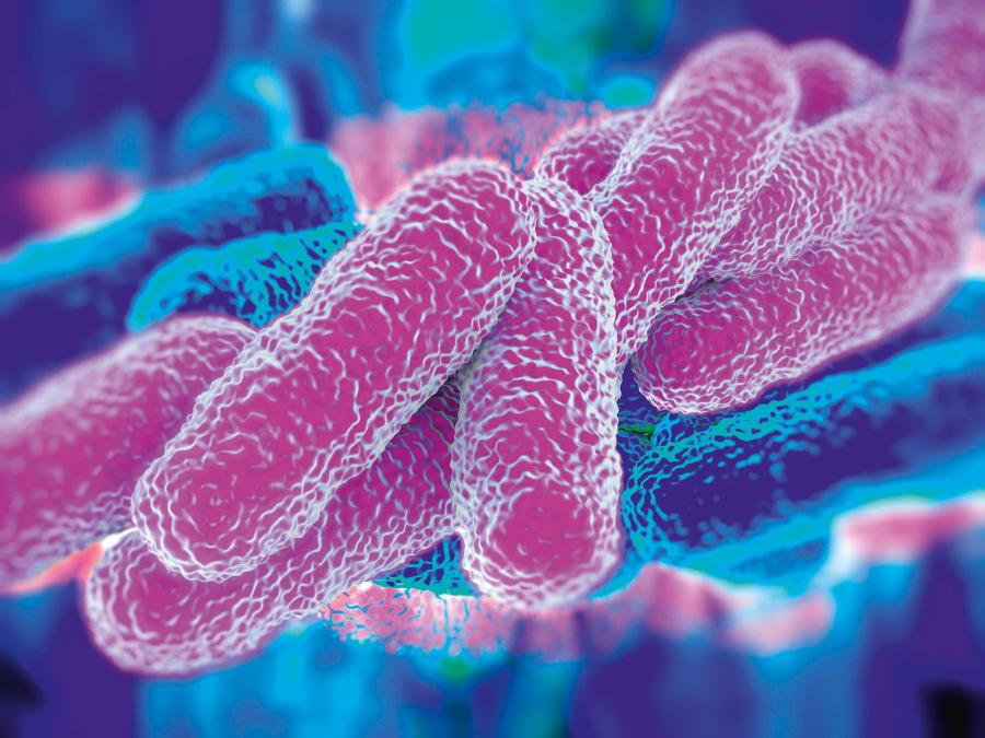 Legionella pneumophila to pałeczka wywołująca chorobę legionistów i gorączkę Pontiac.