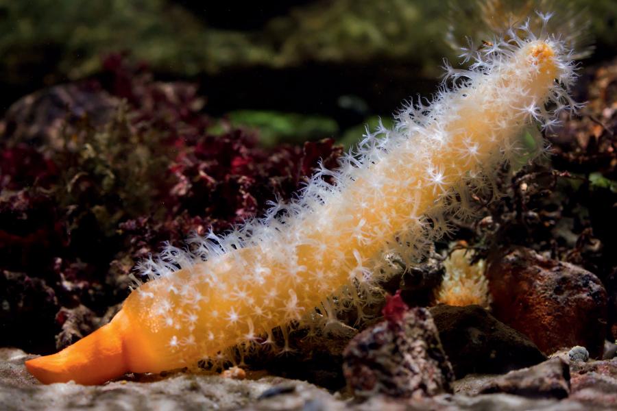 Morskie ­pióro Veretillum cynomorium.