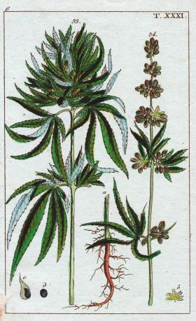 Cannabis sativa, ilustracja z XIX-wiecznej „Encyklopedii Historii Naturalnej”.
