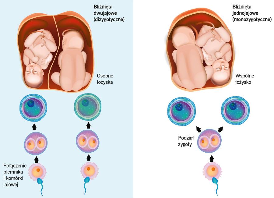 Bliźnięta monozygotyczne rozwijają się z jednej komórki jajowej i najczęściej mają wspólne łożysko. Dizygotyczne dysponują własnymi łożyskami.