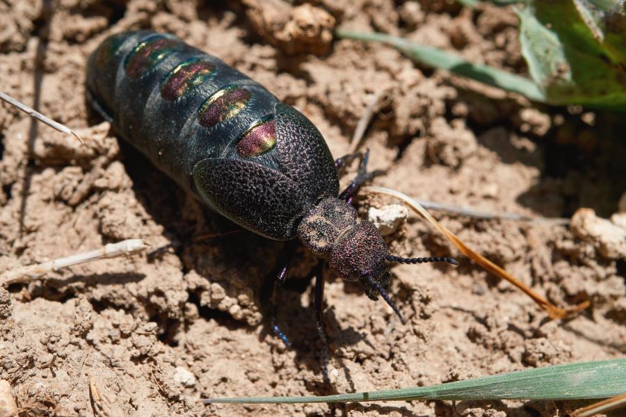 Oleica różnobarwna, podobnie jak krówka, jest trująca.