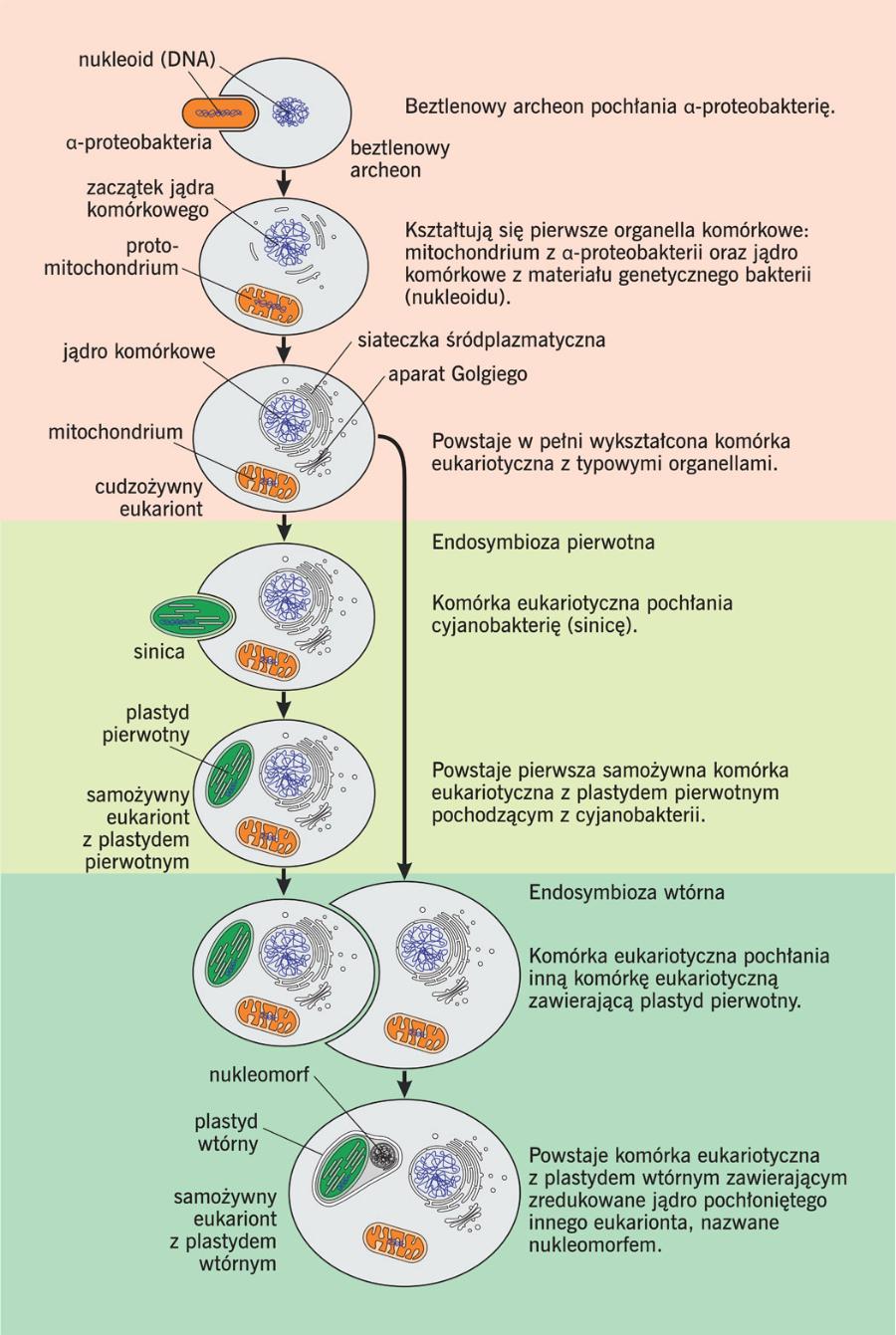 Powstanie i ewolucja komórki eukariotycznej.
