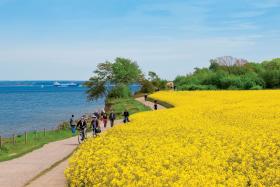 Jedna z nadmorskich tras w Niemczech. Tu na Szlezwiku-Holsztynie.