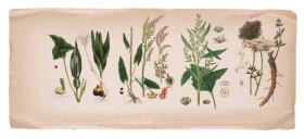 „Ja przyjmuję, że jadalna roślina to taka, której pełną miskę można zjeść raz w tygodniu bez obawy o zdrowie. A roślin, których nawet niewielka ilość może nam zaszkodzić, jest ­naprawdę mało”.