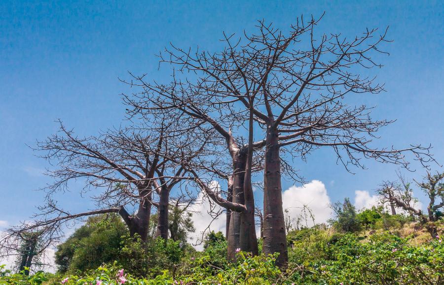 Baobaby Suareza występują na Madagaskarze.