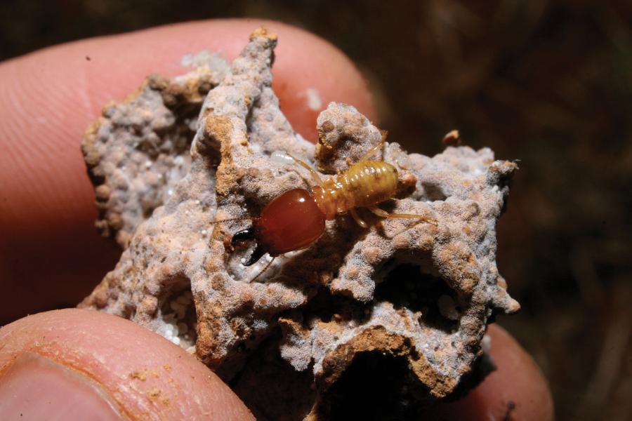 Termit żołnierz (Odontotermes montanus) na fragmencie białego grzyba hodowanego przez owady jako źródło pokarmu.