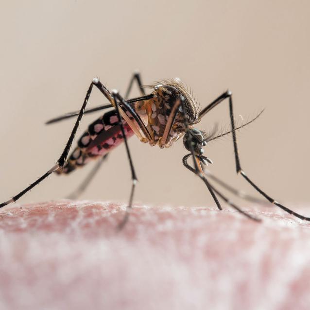 Aedes aegypti może przenosić wirusy dengi i Zika.