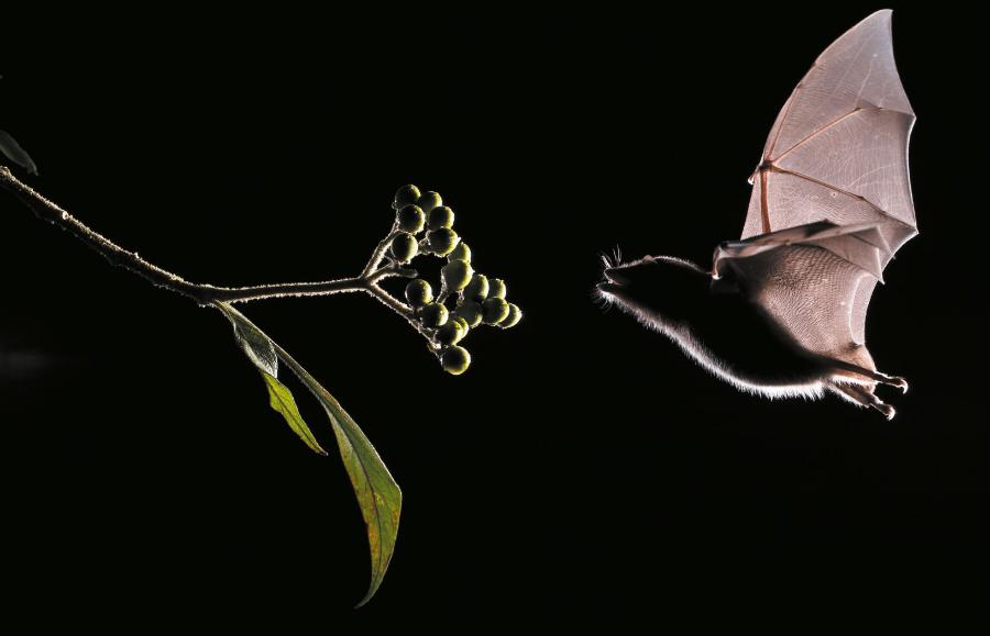 Jak to jest być nietoperzem? Jeśli nietoperz wie, jak to jest być sobą (na zdjęciu – osobnik z gatunku Anoura geoffroyi), to znaczy, że ma świadomość.