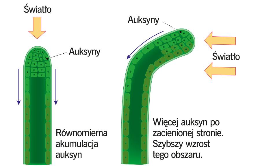 Światło zmienia dystrybucję hormonów stymulujących wzrost – auksyn – powodując wyginanie się (fototropizm) siewek traw.