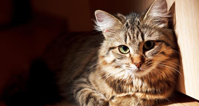 Zakażenie A/H5N1 u kotów objawia się dusznością i objawami neurologicznymi.