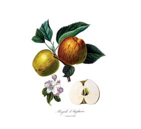 Ogród Botaniczny PAN w Warszawie zebrał 428 starych odmian jabłoni i stale powiększa swą kolekcję.