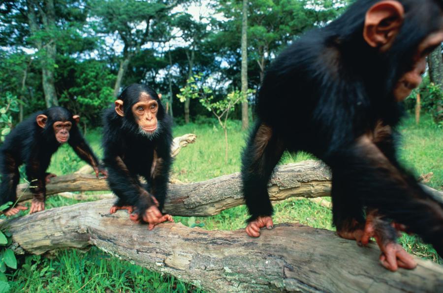 U szympansów, podobnie jak u ludzi, można mówić o „wielkiej piątce” czynników osobowościowych i jednym dodatkowym.