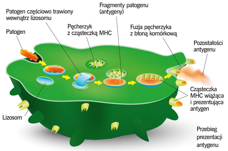 Przebieg prezentacji antygenu.