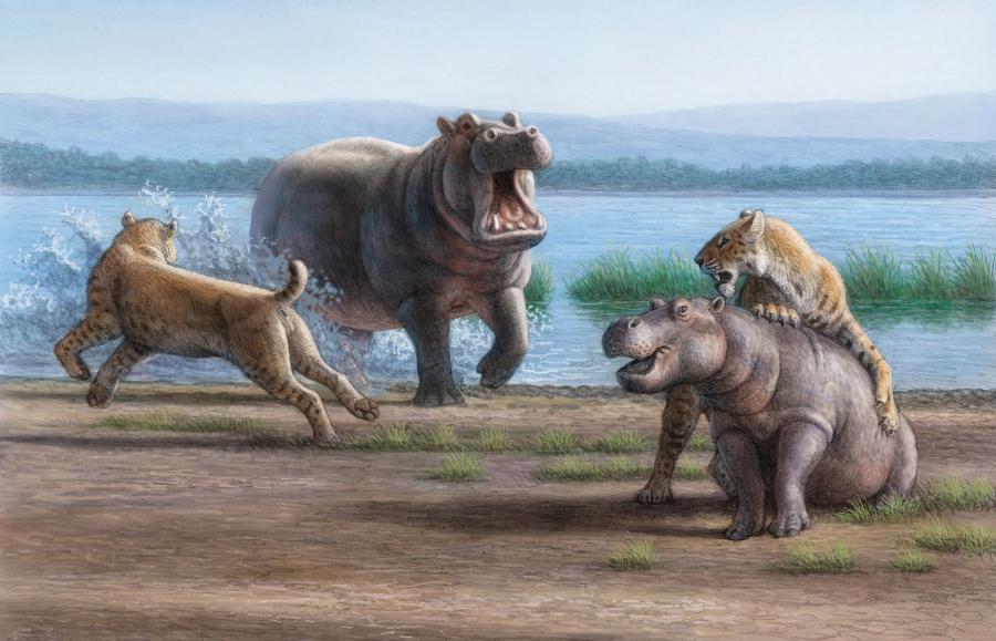 Hippopotamus antiquus żyły na terenie Europy i Bliskiego Wschodu. Prawdopodobnie polowały na nie kotowate z rodzaju Homotherium.