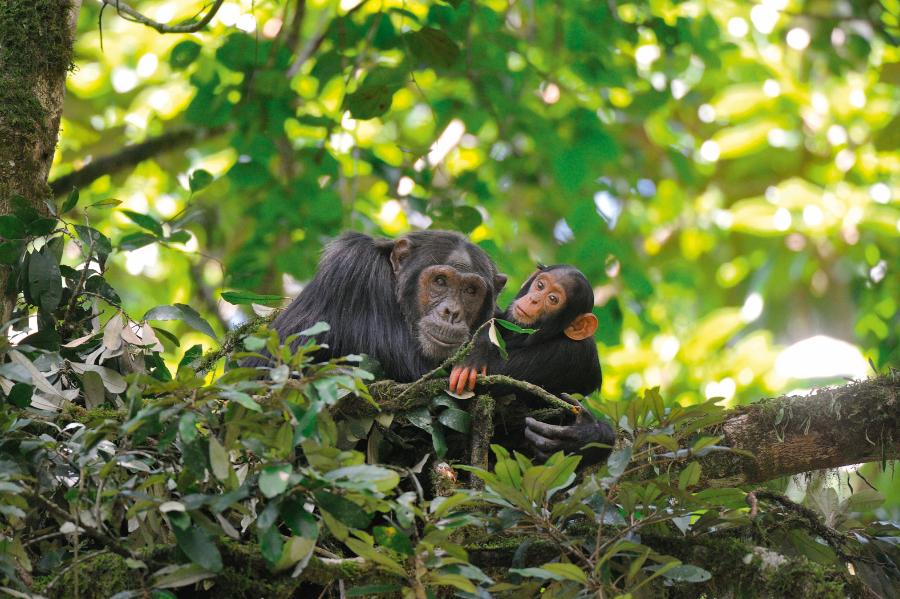 Szympansy noce spędzają w koronach drzew.