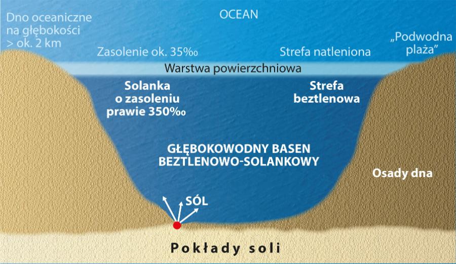 Struktura głębokowodnego basenu solankowo-beztlenowego, którego istnienie zależy od pokładów soli zalegających pod dnem.