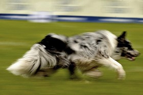 Psy rasy border colie to prawdziwe gwiazdy światowego dog frisbee. Specjaliści od psiej psychiki twierdzą, że border colie obserwując lecący dysk potrafią dokładnie oszacować, czy będą w stanie do niego dobiec. Inne psy po prostu biegną.
