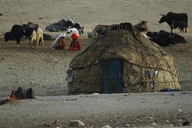 Chwila przerwy w dojeniu jaków w osadzie Irghail.