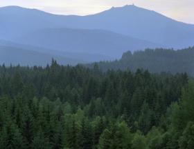 Las Bawarski – pierwszy park narodowy w Niemczech Las Bawarski rozciąga się na północ od Dunaju między Ratyzboną, a Pasawą aż do granicy z Czechami. W jego  wschodniej części, w 1970 roku założono pierwszy w Niemczech park narodowy. Wraz z czeskim Parkiem Narodowym Šumava tworzy największy kompleks leśny w Europie Środkowej. Obfituje w liczne torfowiska i potoki górskie. Podczas wędrówek nierzadko można zobaczyć rysia, wilka lub niedźwiedzia, a wtedy najlepiej nie schodzić ze szlaku i zachować bezpieczną odległość.