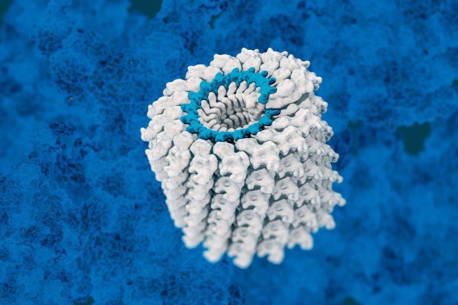 Rekonstrukcja 3D struktury wirusa mozaiki tytoniu.