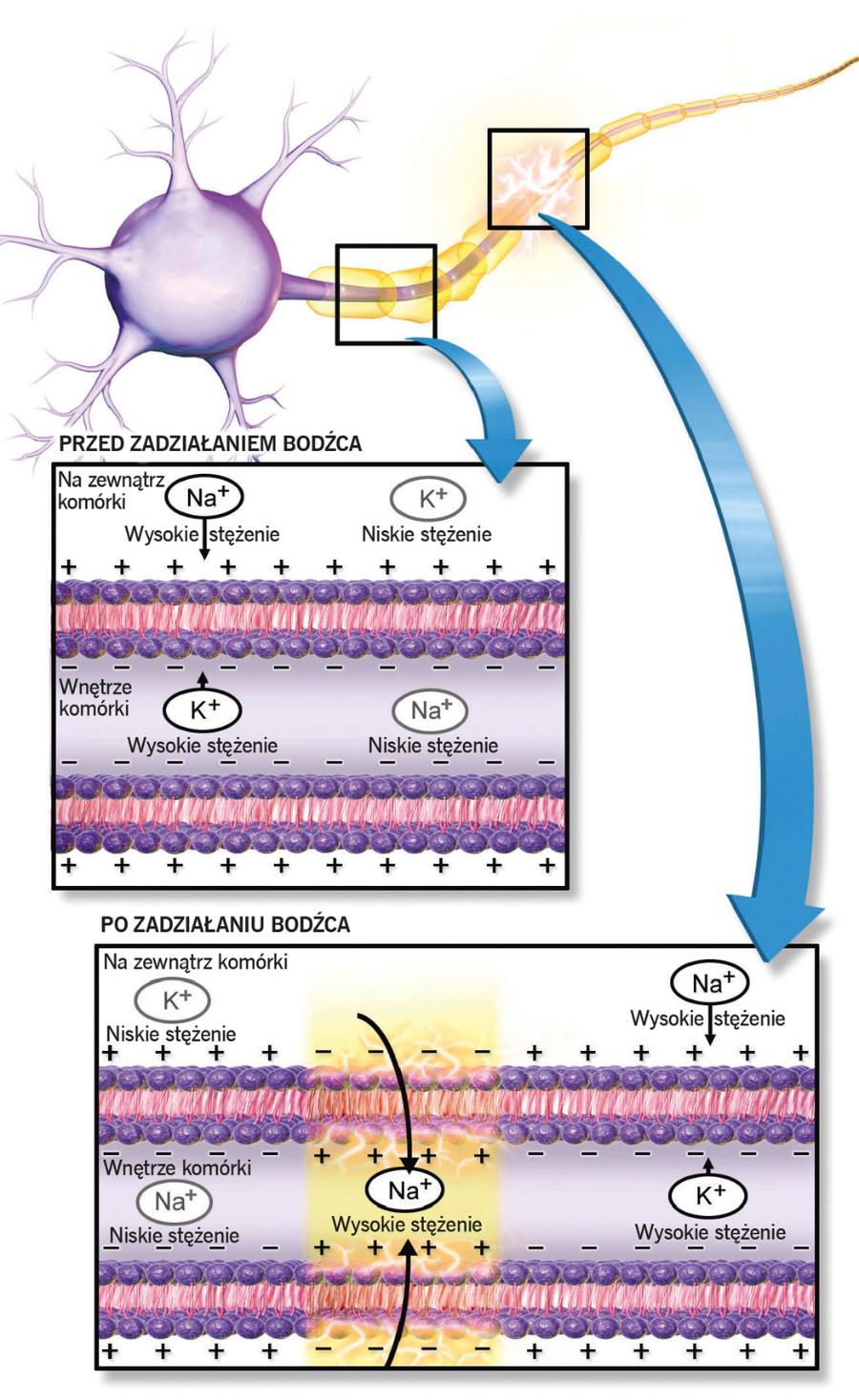Pobudzenie neuronów polega na zmianie stężenia jonów po obu stronach błony komórkowej.