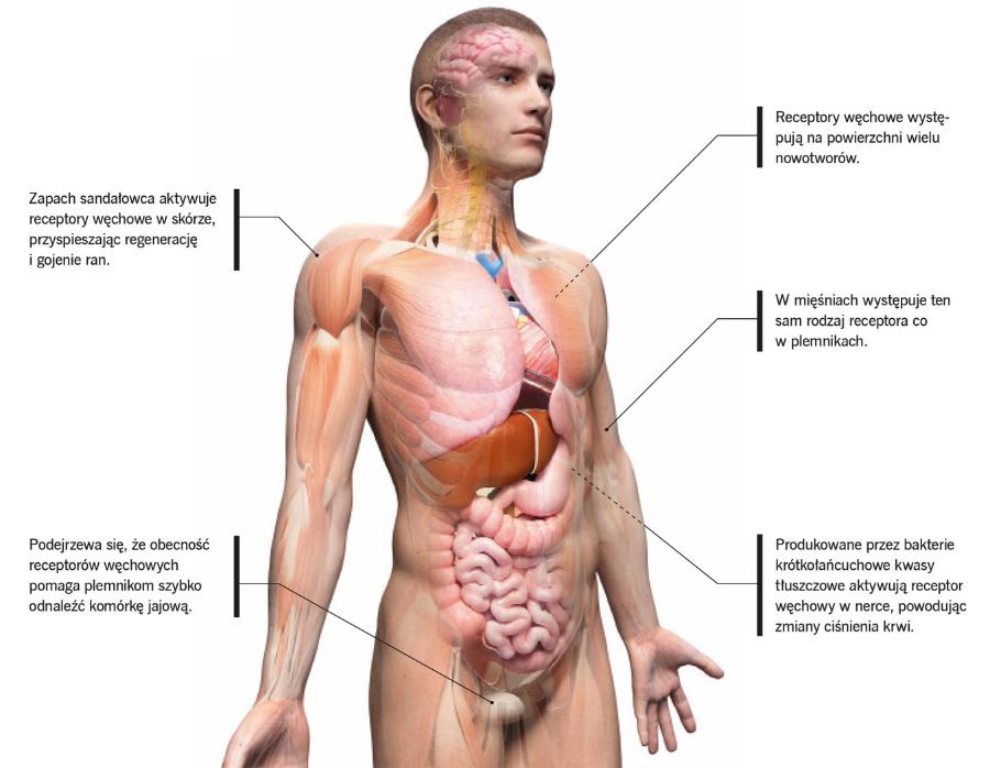 Receptory węchowe w organizmie człowieka.