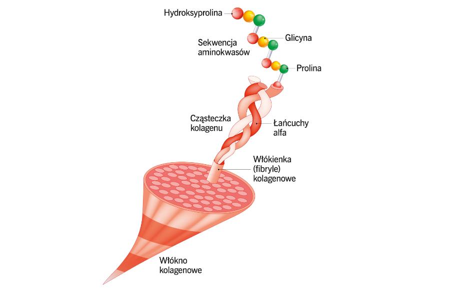 Budowa włókien kolagenowych.
