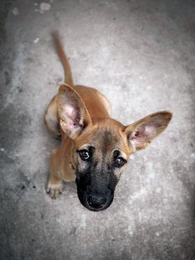 „Psu czy kotu nie przeszkadza tak bardzo brud i smród. Cierpią, gdy są głodne i zaniedbane w sensie relacji”.