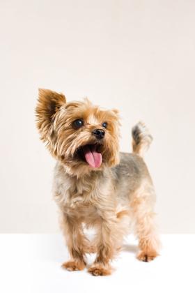 York z rodowodem może kosztować nawet do 2 tys. euro.