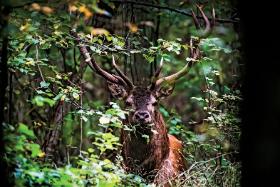 Obszar Puszczy Białowieskiej jest wystarczająco duży, by natura poradziła sobie sama.