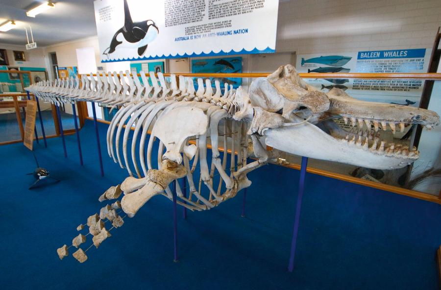 Szkielet niezwykłej orki zwanej Old Tom, eksponowany w Killer Whale Museum, Australia.