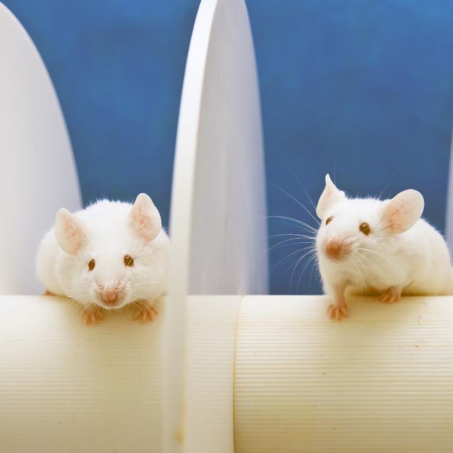 Pulsar - wyjątkowy portal naukowy.