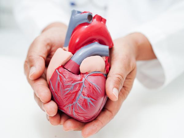 Serce ssaków niezwykle rzadko bywa miejscem rozwoju nowotworu.