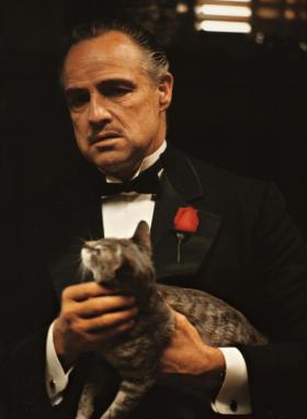 15. Kot w „Ojcu chrzestnym” nie jest jakimś niezwykłym kotem, który przeszedł serię castingów, ale zwykłym przybłędą, którego reżyser Francis Ford Coppola znalazł na terenie studia Paramount. Kot mruczał tak głośno, że kwestie Corleone należało podgłosić.