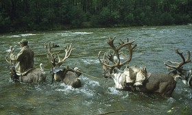 Gdy ścieżki prowadzą przez rzeki, pokonują je w   bród.