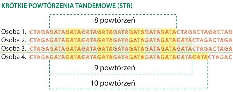 W wielu miejscach naszego DNA pewne krótkie fragmenty (np. GATA) się powtarzają. Liczba powtórzeń może być różna u poszczególnych osób.