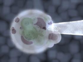 Embriolodzy przekonują, że komórki i zarodki przebywające w odpowiednich warunkach mogą być przechowywane bezterminowo i nie tracą na wartości.