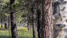 Enrico Fermi i Robert Oppenheimer spędzali całe dnie na pieszych i konnych wycieczkach po tych górzystych partiach Nowego Meksyku.