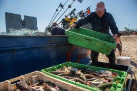 Ryba prosto z kutra to coraz rzadszy widok na Bałtyku.