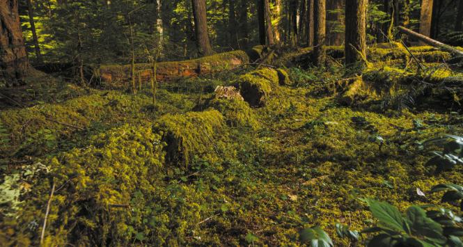 Zielony mech porasta martwe, powalone pnie na stanowisku nr 3 w lasach eksperymentalnych H. J. Andrews w Oregonie – miejscu zakrojonych na 200 lat badań nad rozkładem drewna.