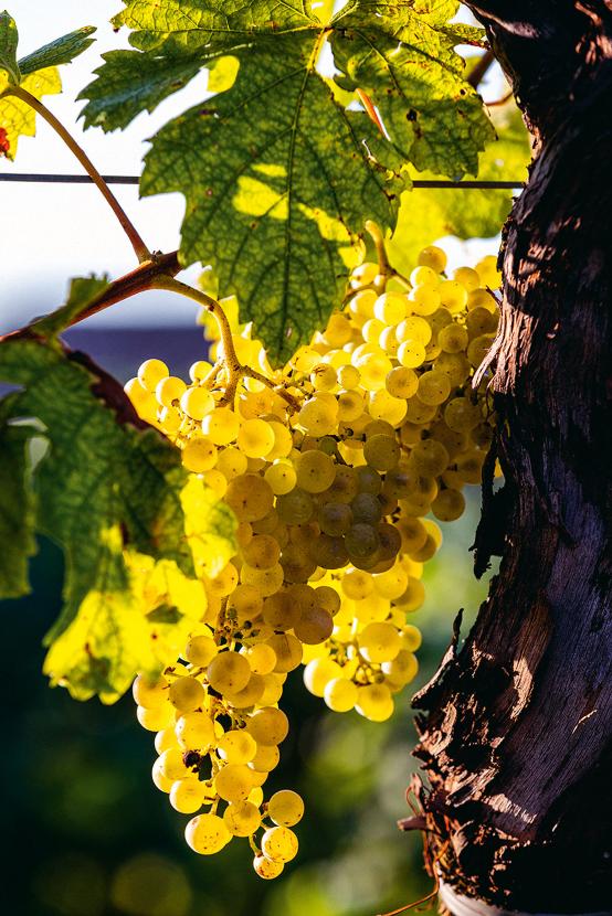 Glera jest zwyczajnym szczepem winogron, który niezbyt dobrze się starzeje, ale za to daje ogromne plony z hektara.