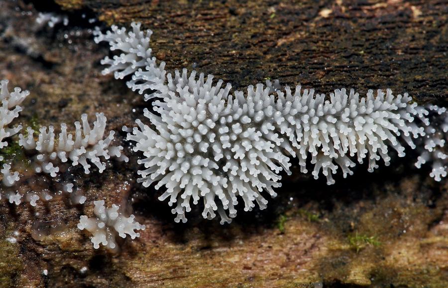 Organizm śluzka krzaczkowatego (Ceratiomyxa ­fruticulosa) podczas formowania zarodni. Zaczątki zarodni dzielą się na dwa rurkowate rozgałęzienia. Następnie każde z nich tworzy kolejne dwa wyrostki. Wewnątrz nich powstają zarodniki.