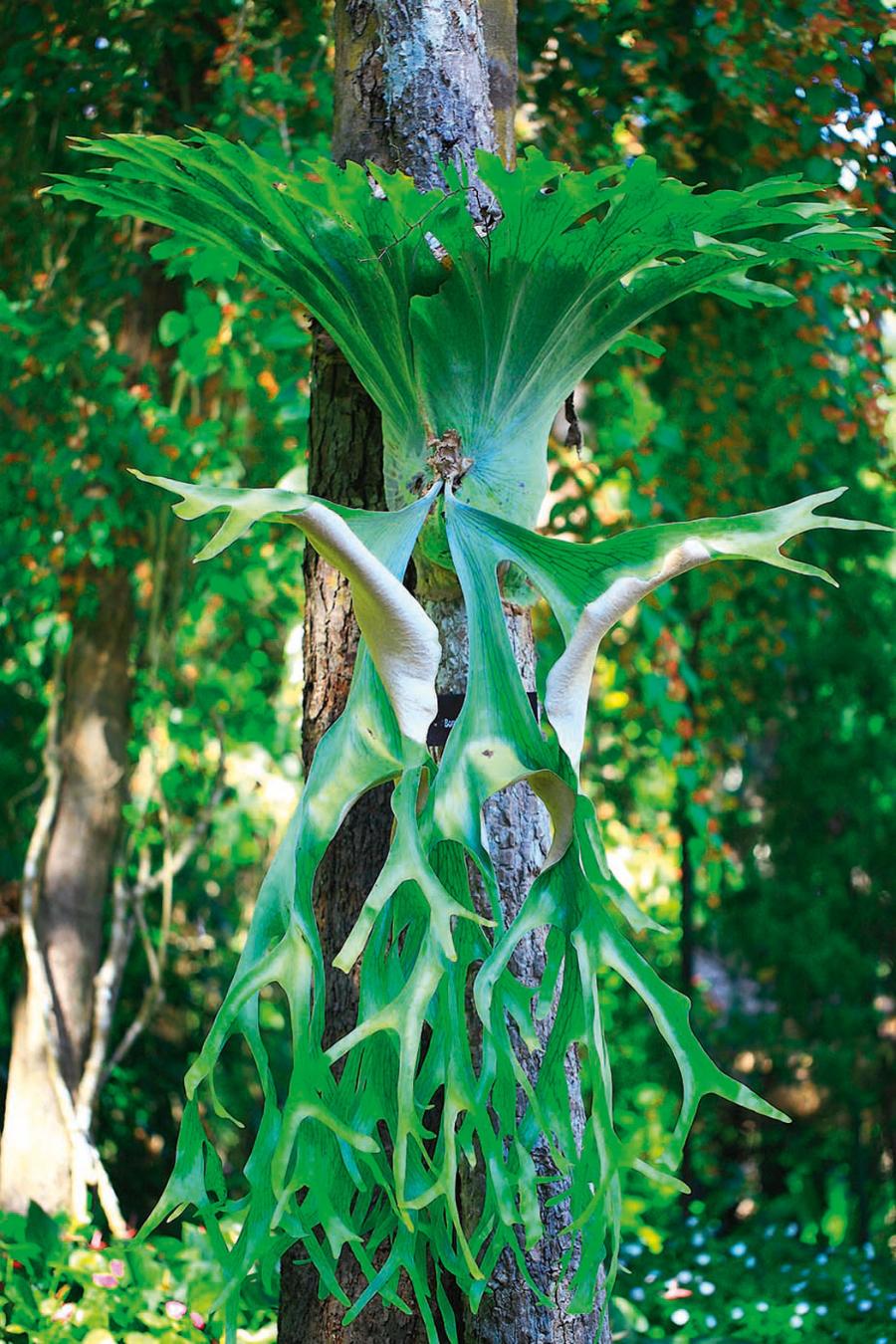 Platycerium andinum z charakterystycznymi łosimi rogami. Rośnie na drzewach.
