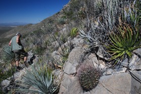 Thelocactus hintoni.