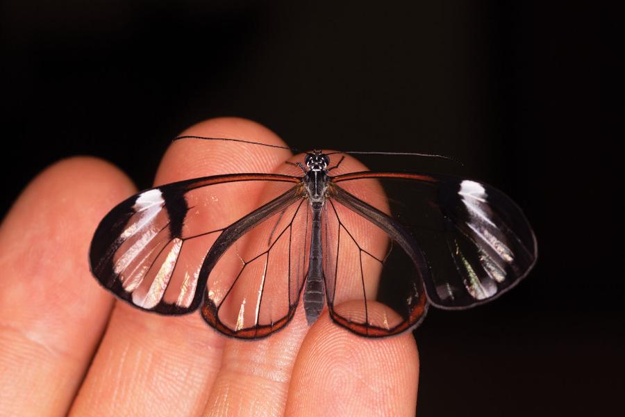 Patel i jego współpracownicy hodowali motyle z gatunku szklanoskrzydłych i śledzili rozwój ich skrzydeł, tworząc pierwszy szczegółowy zapis tego procesu.